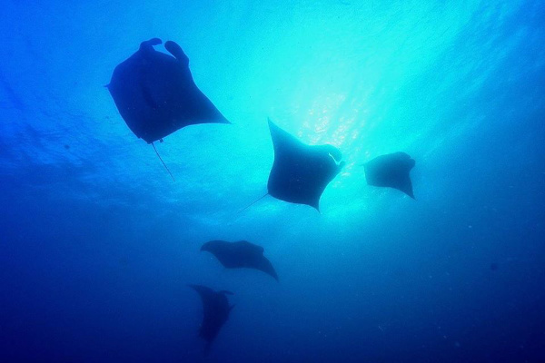 パラオの海とデイドリームのダイビング風景